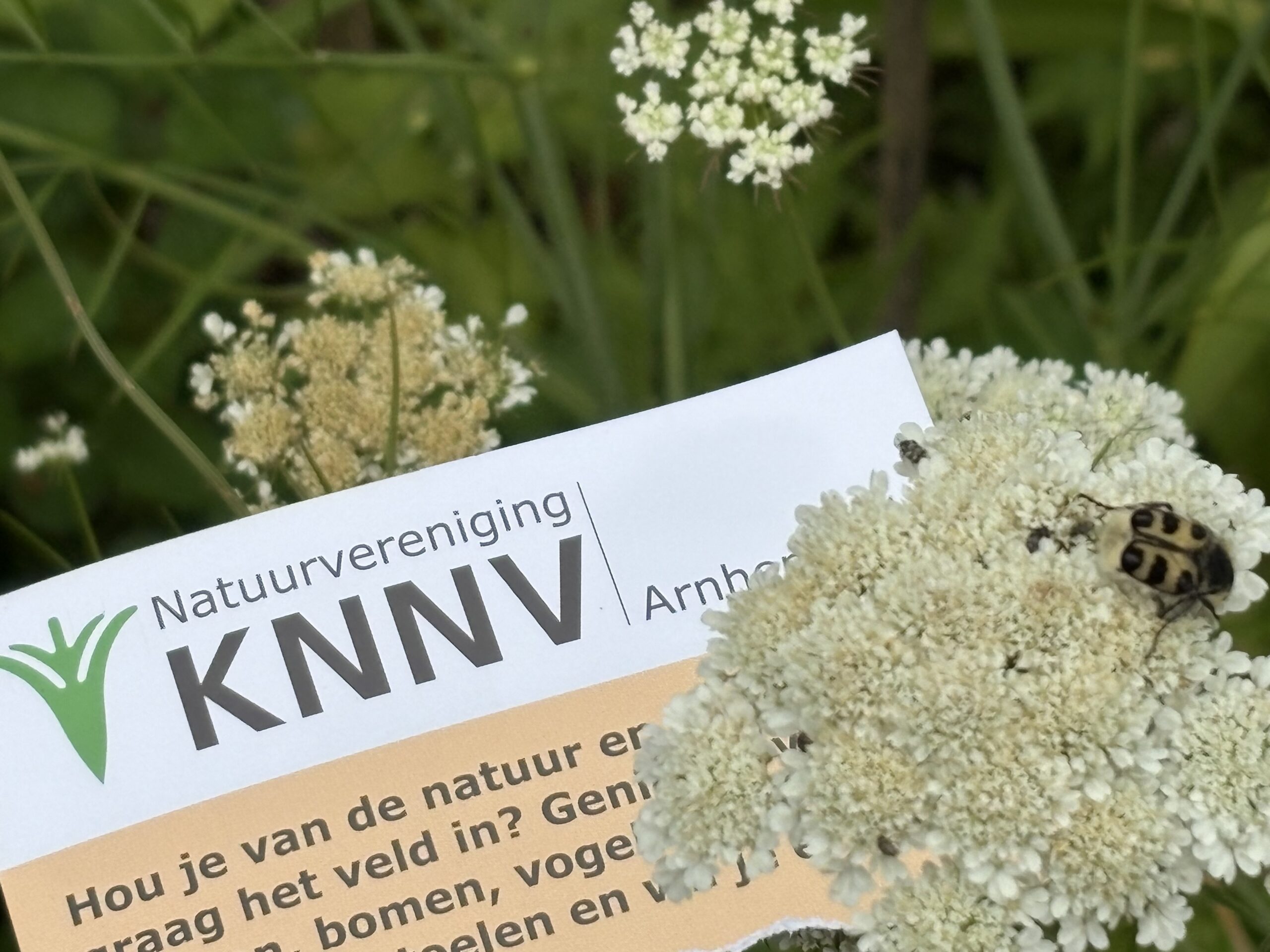 Naam evolueerde, missie bleef: 120 jaar KNNV Arnhem eo