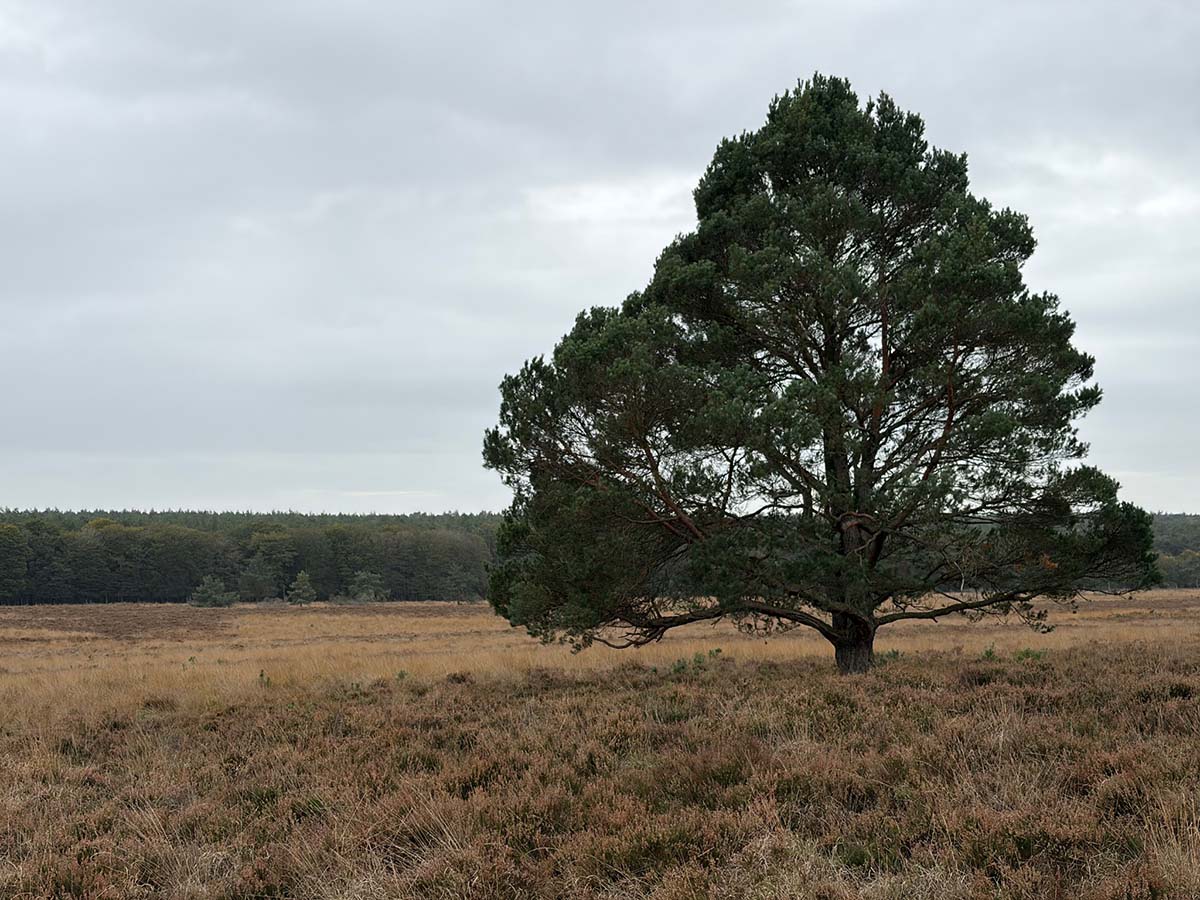 Terletse heide, Foto: Anton Logemann